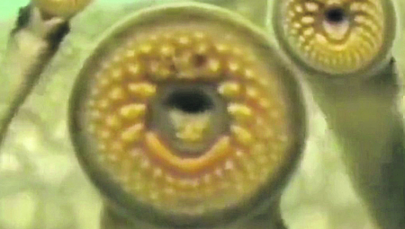 INVAZIJA VAMPIRSKIH RIBA Dobro razmislite pre nego što uđete u morsku vodu