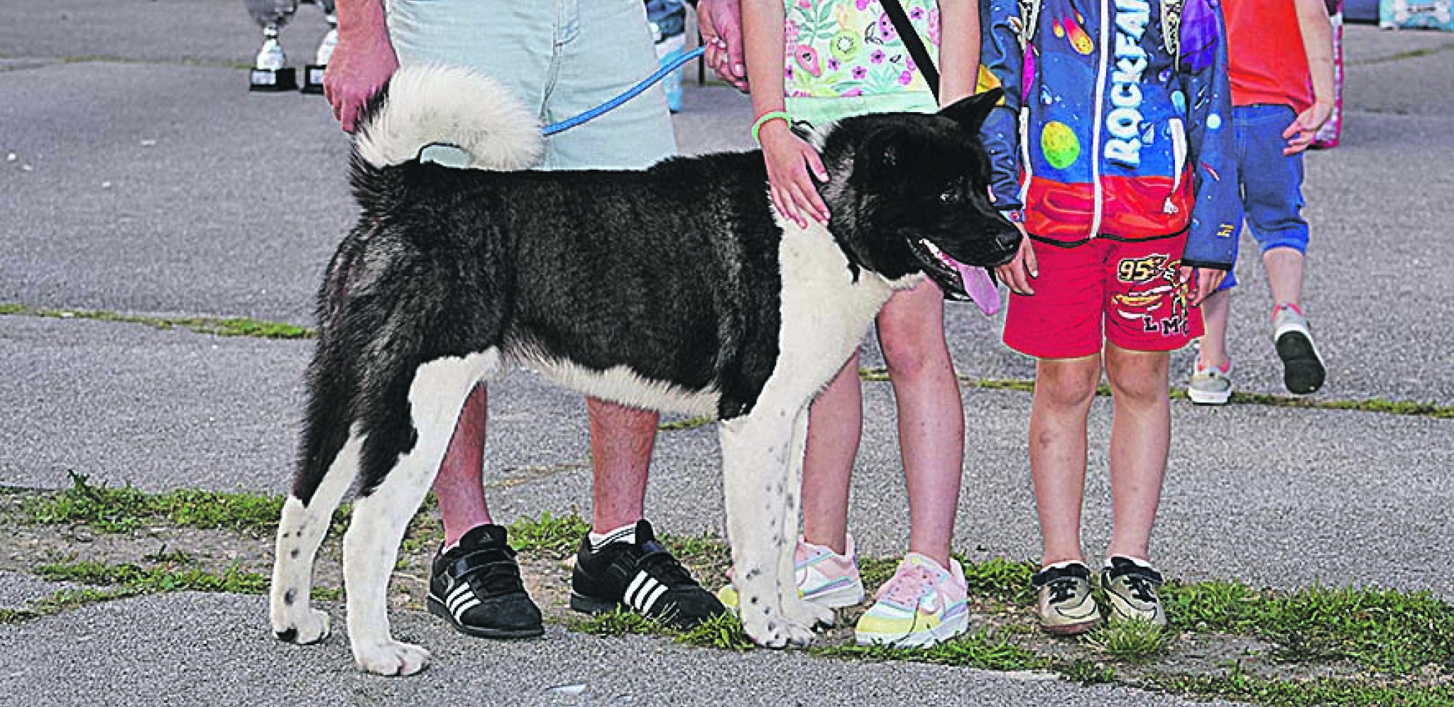 Američka akita je velika i moćna rasa pasa koja mora da ima stalnu fizičku aktivnost