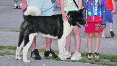 Američka akita je velika i moćna rasa pasa koja mora da ima stalnu fizičku aktivnost