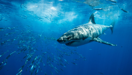 "ODGRIZLA MU JE NOGU, BILO JE MNOGO KRVI" Ajkula napala tinejdžera dok je surfovao