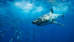 AJKULA GA UJELA ZA NOGU I RAME Jedva preživeo jeziv napad, spasao ga prijatelj neverovatnim potezom!