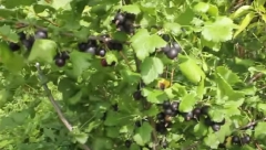 CENA MU 5 EVRA ZA KILO, NAPOLJU CENJENO A KOD NAS RETKO DA JE KO I ČUO Najtraženije u Nemačkoj, mogao bi biti dobar dodatni biznis