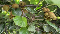 200 KILA KAO OD ŠALE Snežana ponosna na svoj domaći kivi (FOTO)