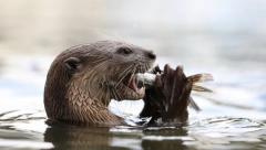 ŽENU NAPALA VIDRA NA ČAMCU Jedva preživela, ugrizi bili po celom telu (FOTO)