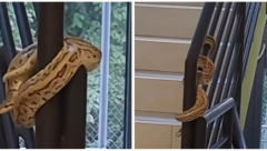 OGROMAN PITON OD 3 METRA SE UŠUNJAO U SOBU Zver ujela radnika, a onda je uradila nešto čudno