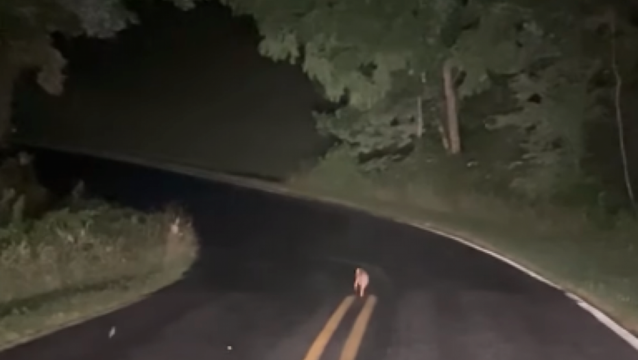 NA PUTU JE VIDEO ČUDNO STVORENJE I ZASTAO JE Kada je zaustavio automobil, nije mogao da veruje šta vidi (VIDEO)