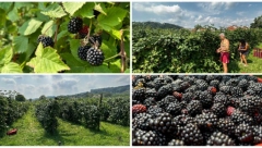 200 GRAMA KUPINA KOŠTA 10 EVRA Dragutin iz Čačka ima sjajan voćnjak, sve ide preko