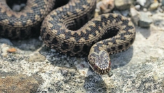 ŠTA NAJVIŠE PRIVLAČI ZMIJE? Obratite pažnju na DVE glavne stvari