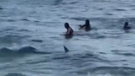 AJKULA UBILA DETE Pronašli telo celo u ranama, horor u Australiji