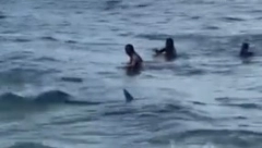 JEZIVA SCENA U PLIĆAKU  Ajkula samo izronila iz vode, kupači u panici nisu znali gde beže