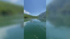 LJUBAV NE ZNA ZA GRANICE Srndać preplivava jezero da bi u susednoj državi našao partnerku (FOTO)
