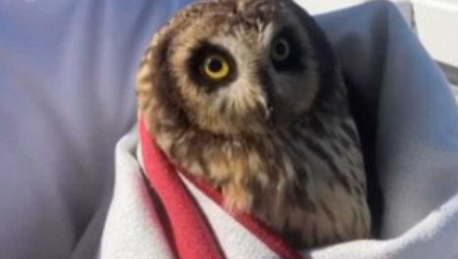 NEOBIČAN "ULOV" Sova zalutala daleko od obale, pa sletela na ribarski štap, ovako je reagovala (VIDEO)