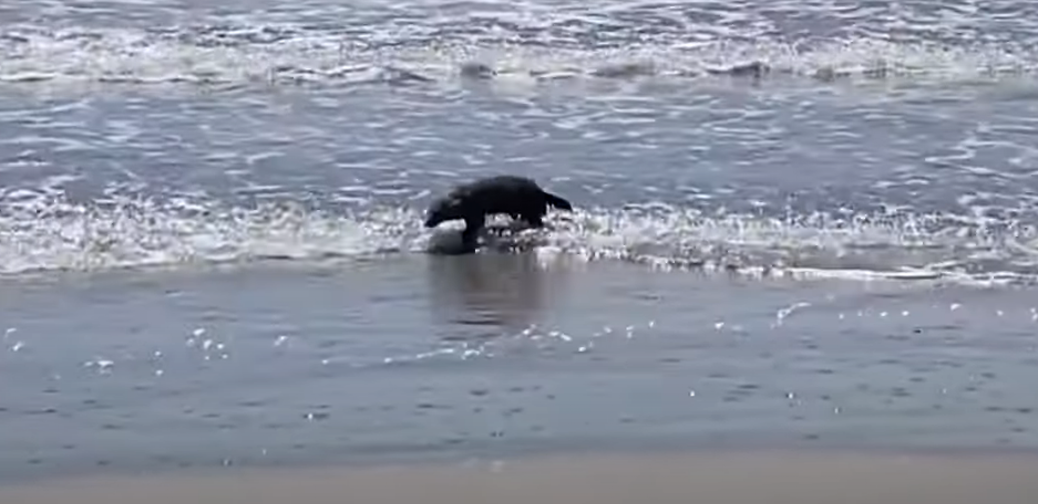 MALA DLAKAVA ŽIVOTINJA IZAŠLA IZ MORA Počeo da trlja oči: Ovo se viđa jednom u životu (VIDEO)