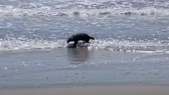 MALA DLAKAVA ŽIVOTINJA IZAŠLA IZ MORA Počeo da trlja oči: Ovo se viđa jednom u životu (VIDEO)