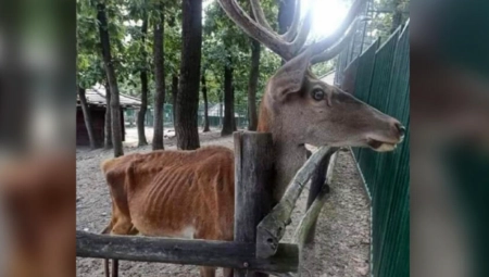 HAOS U ZOO VRTU U BORU ZBOG ŽIVOTINJA KOJE SU KAO NEUHRANJENE Tamo su danas bile i policija i tri inspekcije