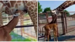 POBEGLE JOJ ŠARE Uhvaćena žirafa bez ijedne tačke na telu