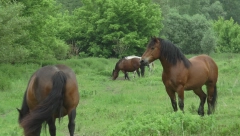 RADOST U PRĆILOVICI Kobila Dora vraćena vlasniku