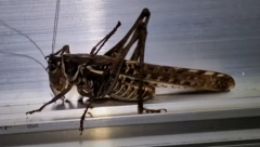 ROŠTILJ NEMAMO, POSLUŽITE SE SKAKAVCIMA, ILI CVRČCIMA! Pala odluka, konzumiranje insekata ODOBRENO!