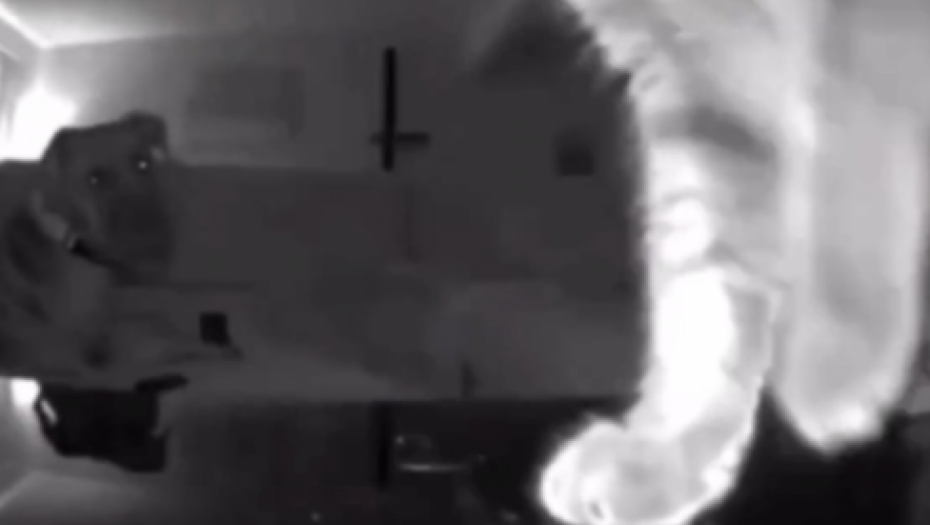 HIT SNIMAK SA TVITERA! MAČKA "OCINKARILA" PSA Pomerila kameru i pokazala vlasnicima šta on radi dok oni nisu kod kuće (VIDEO)