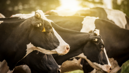 MUŠKARAC IMAO ODNOSE SA KRAVOM Farmeri postavili kamere, a kada su pregledali snimke svi su ostali šokirani