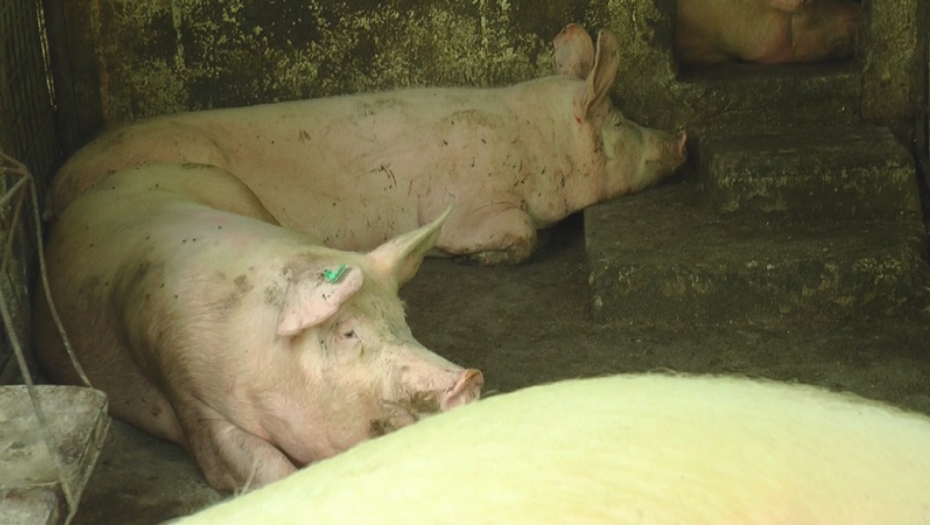 POTRAŽNJA ZA PRASIĆIMA NE JENJAVA Vrši se dezinfekcija, sve se čisti, preduzimaju se mere preventive (FOTO)
