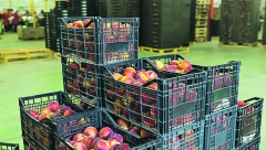 SLOVENIJA POVUKLA ŠLJIVE IZ SRBIJE Ovo je razlog