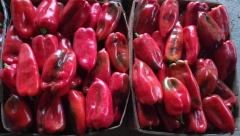 PAPRIKA IZ ALBANIJE SA ZABRANJENOM SUPSTANCOM Visokorizična pošiljka otkrivena na granici