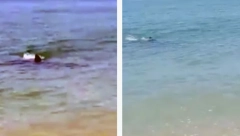 HLADNA K'O ŠPRICER Velika ajkula došla do plaže, nastala opšta panika, a ona ih je samo posmatrala kako jure ko muve bez glave