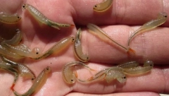 ŠTA JE SAD OVO? Iz poplavljene pustinje izmilela nikad viđena jeziva, trooka stvorenja