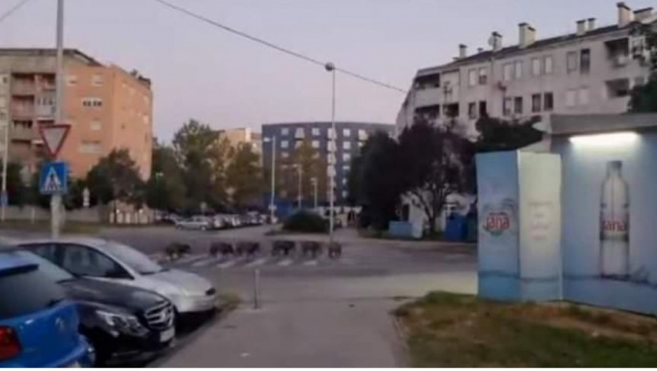 "SMEJALA BIH SE DA NE PLAĆEM" Hrvati u neverici, krdo divljih svinja tutnji ulicama Zagreba: A šta ćemo sa pavocima?