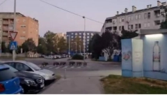 "SMEJALA BIH SE DA NE PLAĆEM" Hrvati u neverici, krdo divljih svinja tutnji ulicama Zagreba: A šta ćemo sa pavocima?