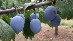 SLOVENIJA ZAUSTAVILA UVOZ ŠLJIVA IZ SRBIJE Evo koji su razlozi