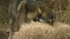 "SKLONITE DECU, ZVER NIJE SAMA" Vuk zaklao 4 psa čuvara pa se ustremio na stoku