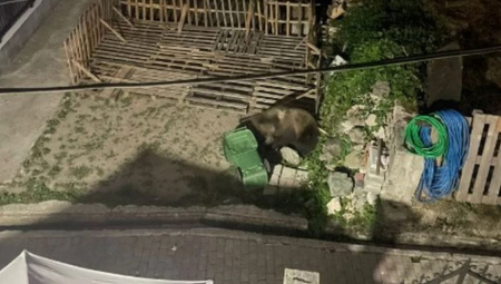 "GD ESTE SADA LUDACI KOJI IH ŠTITITE?" Medved upao u dvorište bivšeg poslanika, potpuno je poludeo (FOTO)