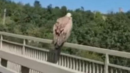 BELOGLAVI SUP NAPRAVIO KOLONU KOD SUŠICE: Putnici uživali u jedinstvom prizoru (VIDEO)