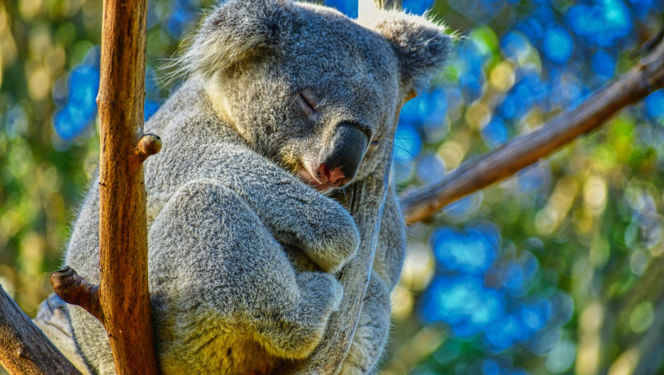 "IZGLEDAO JE ZADOVOLJAN SOBOM" Gladna koala se snašla za hranu, pojela sve biljke u rasadniku i zaspala