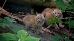 Divna vest nakon informacije da su na rubu opstanka: U Hrvatskoj šume pune mladunaca risa