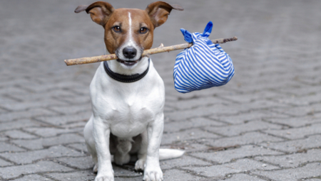 KATASTROFA U Francuskoj masovno napuštali pse da bi išli na odmor uprkos visokim kaznama