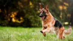 PET NAJBOLJIH PASA ČUVARA "Male mace" dok im ne dirneš na gazdu, decu ili kuću, ali lojalni do kraja