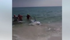 DŽINOVSKA AJKULA IZLETELA NA PLAŽU Slavili godišnjicu, a onda se neman pojavila iz mora (VIDEO)