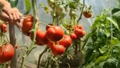 JEDAN GRAM OVE SEMENKE KOŠTA 100 EVRA Ulaganje u ovu hibridnu sortu nije malo, ali se baš isplati