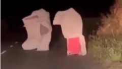 DVE PRIKAZE PREPREČILE PUT Usred noći sablastan prizor prestravio vozače kod Beške, "deca kukuruza, šta li je"