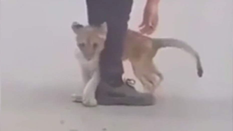 NE ZNA SE DA LI ĆE LAVIĆ PREŽIVETI Mladunče pronađeno kod Subotice se nalazi u užasnom stanju (VIDEO)