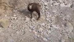 NEZAPAMĆEN POKOLJ Ženkama i mladunčetu odsekli noge i glavu, monstruozno