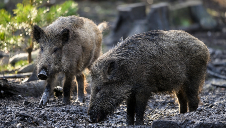 RADIOAKTIVNE SVINJE! Toksični tartufi iz Černobilja načisto pošašaveli nemačke divlje veprove, doktori konačno otkrili zašto