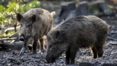 RADIOAKTIVNE SVINJE! Toksični tartufi iz Černobilja načisto pošašaveli nemačke divlje veprove, doktori konačno otkrili zašto