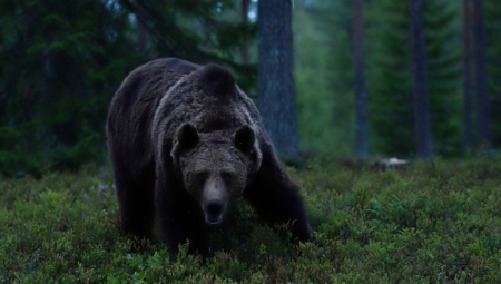 Popularna "Nedelja debelog medveda" na Aljasci mogla bi biti odložena ako se vlada zatvori