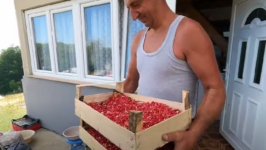 NE USTAJE RANO, A ZA 4 DANA UZME 1.000 EVRA: Ovim su poslom uspeli da kupe 2 vikendice (VIDEO)