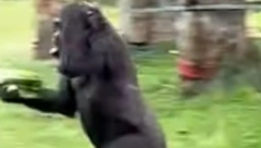 DA LI JE OVO MOGUĆE? Hit snimak kruži društvenim mrežama, niko ne može da veruje da majmun ovo radi (VIDEO)