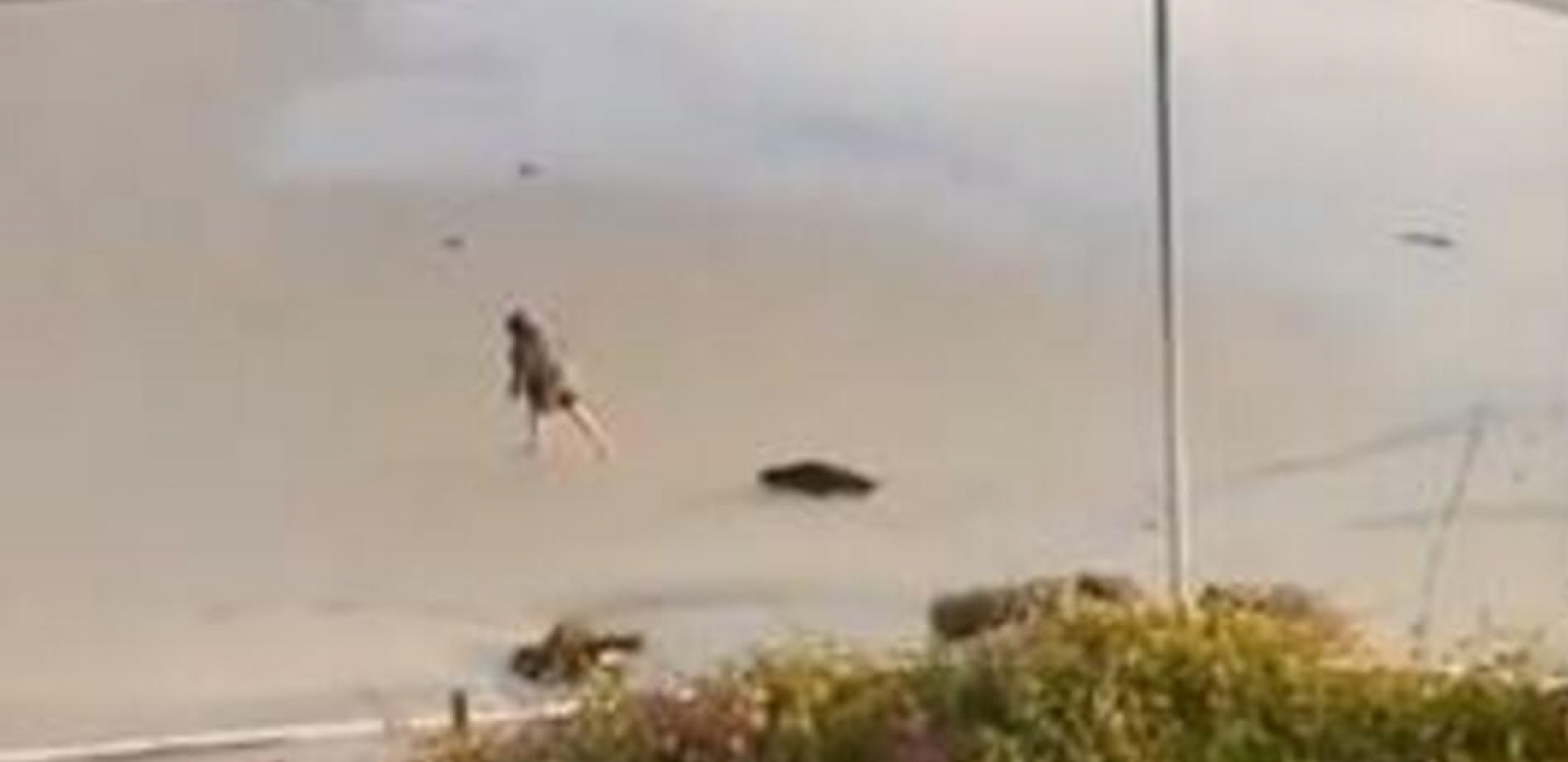 DOK JE ŽENA BILA NA OBALI IZ VODE JE POJURILO OVO STVORENJE Ljudi su gledali u neverici scenu na plaži (VIDEO)